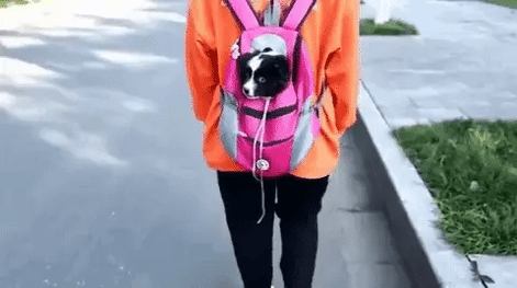 PetTrail Tier-Rucksack für den Transport von Haustieren
